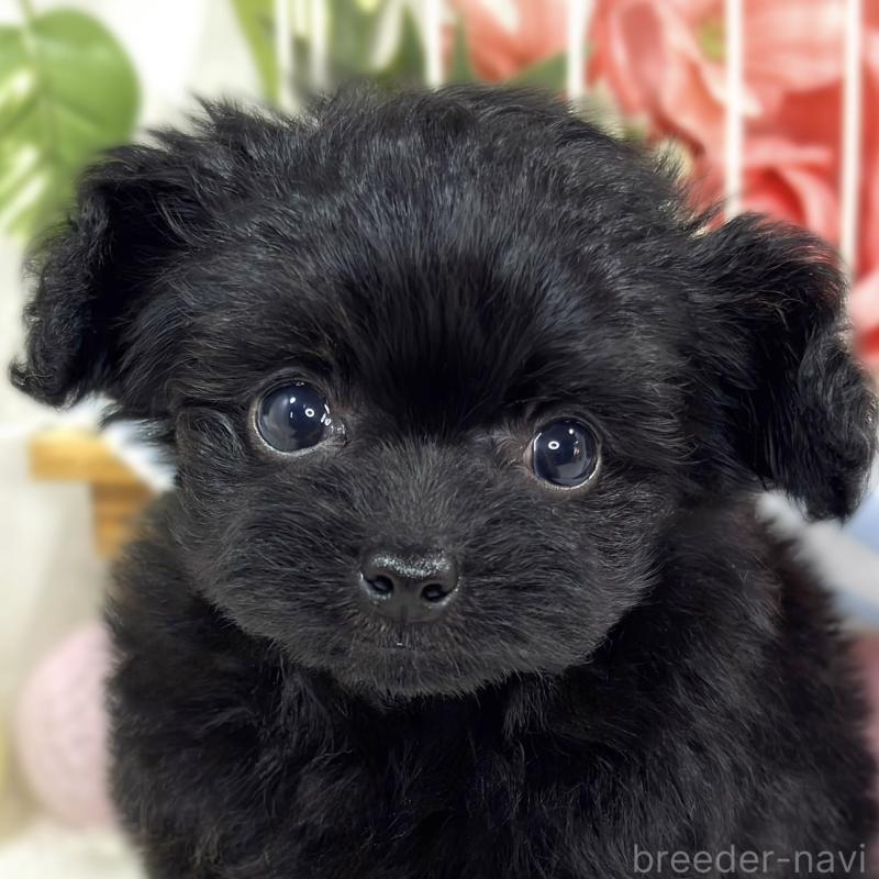 販売中の滋賀県のチワプー:チワワ×トイプードル-424683