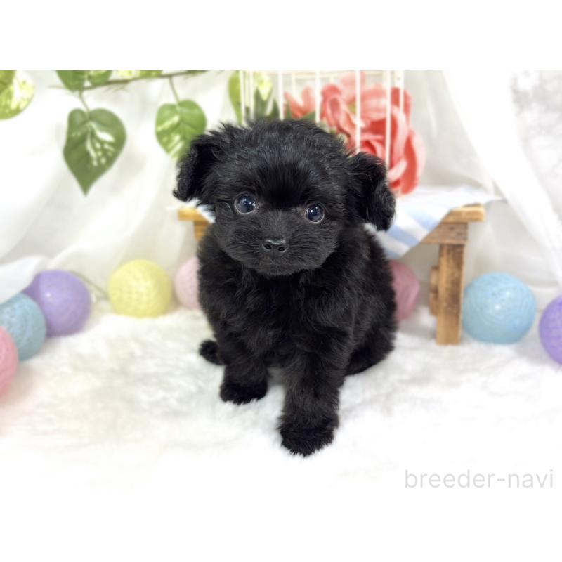 成約済の滋賀県のチワプー:チワワ×トイプードル-424683の4枚目