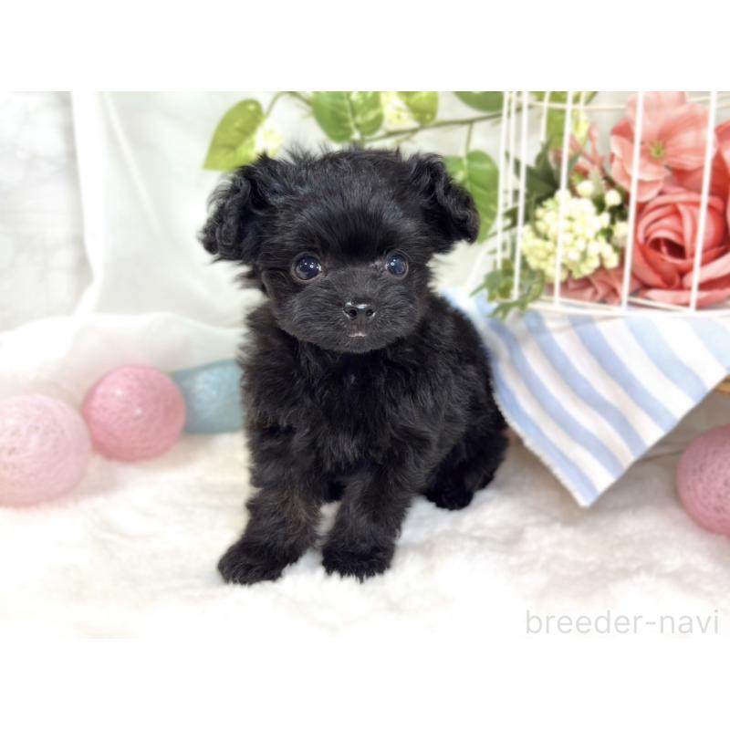 成約済の滋賀県のチワプー:チワワ×トイプードル-424683の3枚目