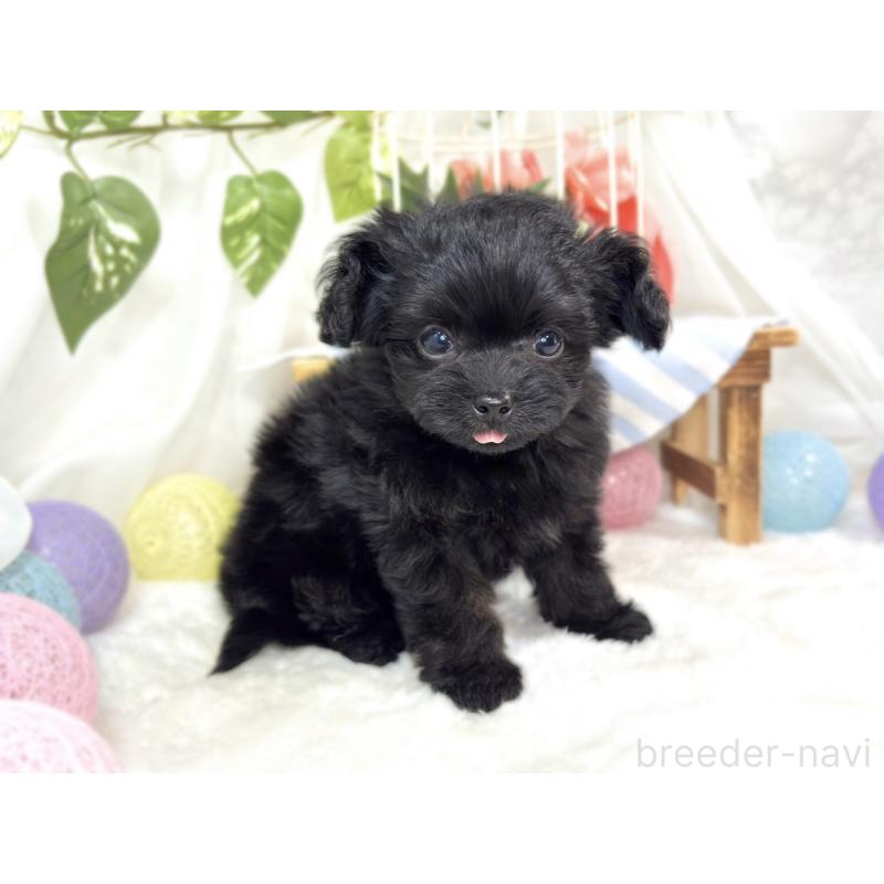 成約済の滋賀県のチワプー:チワワ×トイプードル-424683の2枚目