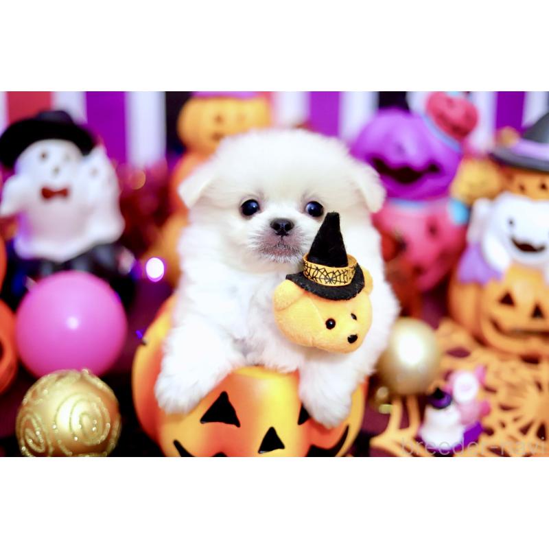 成約済の北海道のミックス犬-408392の6枚目