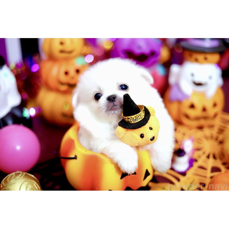 成約済の北海道のミックス犬-408392の5枚目