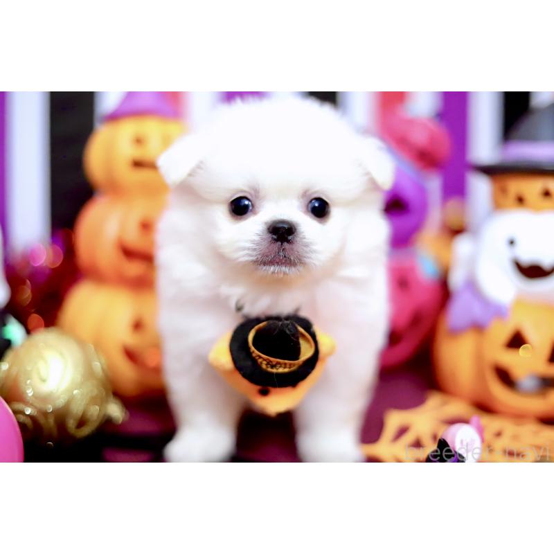 成約済の北海道のミックス犬-408392の4枚目