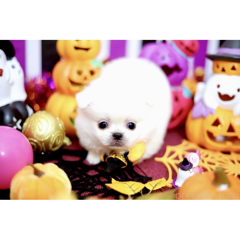 成約済の北海道のミックス犬-408392の3枚目