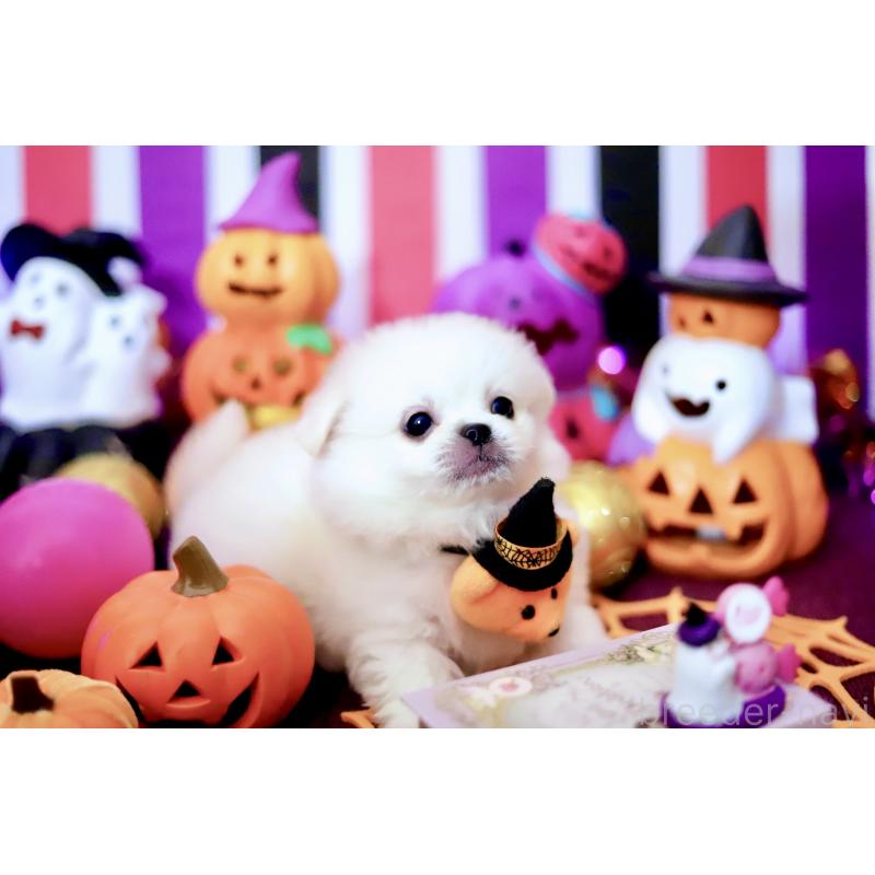 成約済の北海道のミックス犬-408392の2枚目