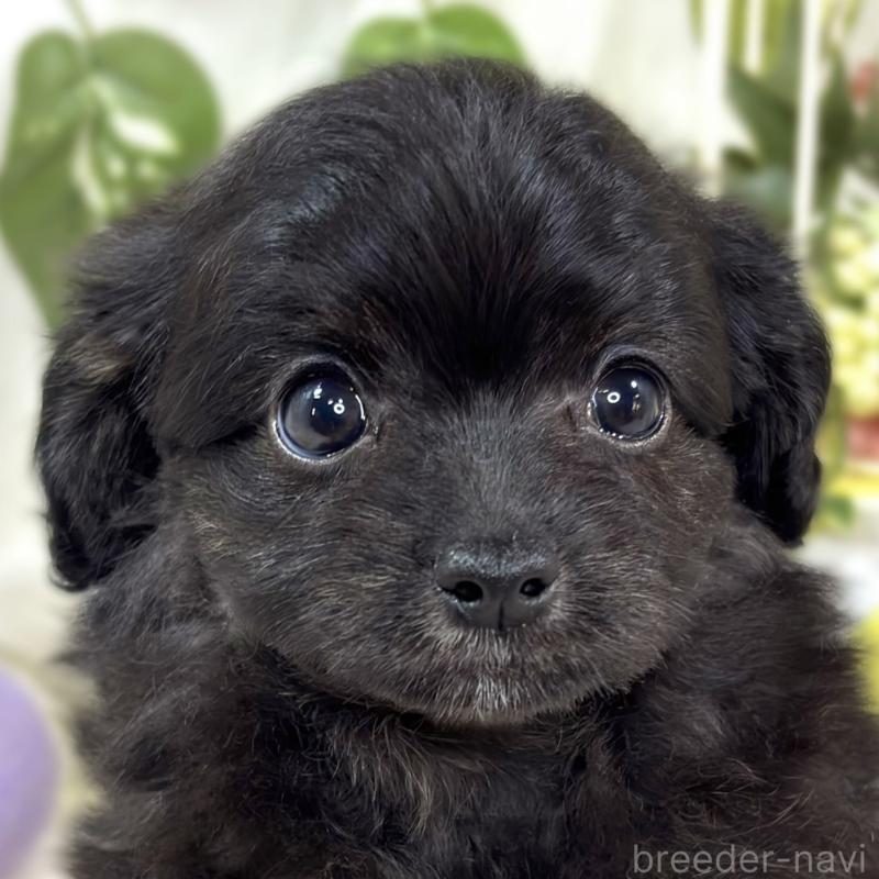 販売中の滋賀県のチワプー:チワワ×トイプードル-424685