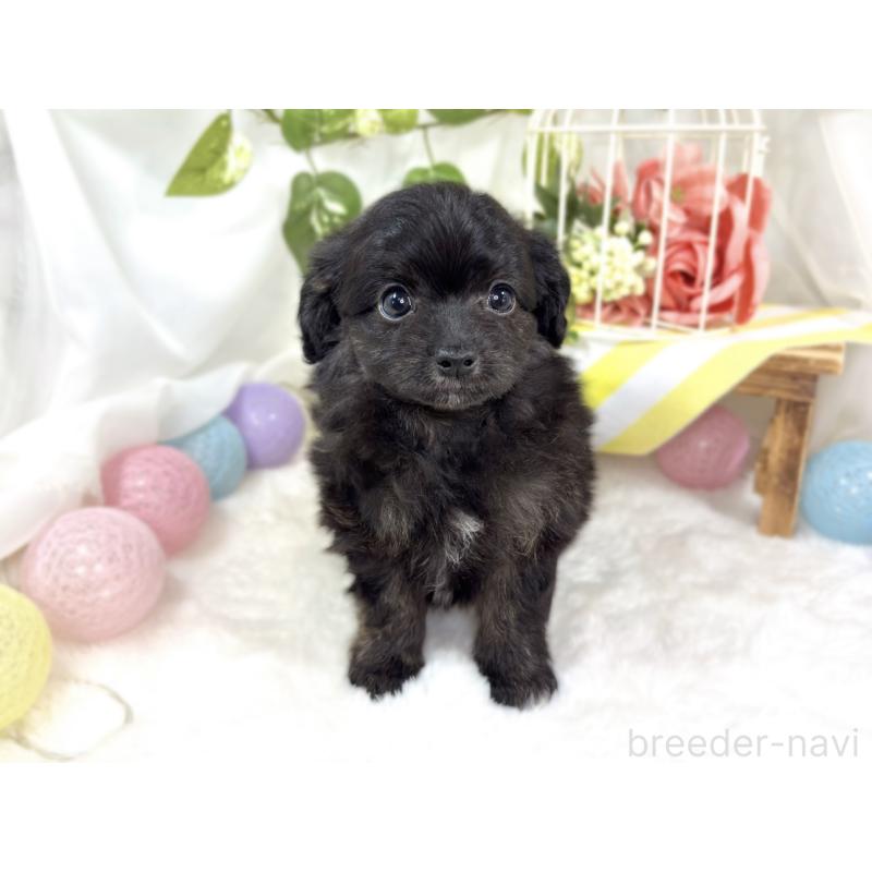 成約済の滋賀県のチワプー:チワワ×トイプードル-424685の4枚目