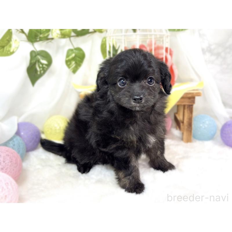 成約済の滋賀県のチワプー:チワワ×トイプードル-424685の3枚目