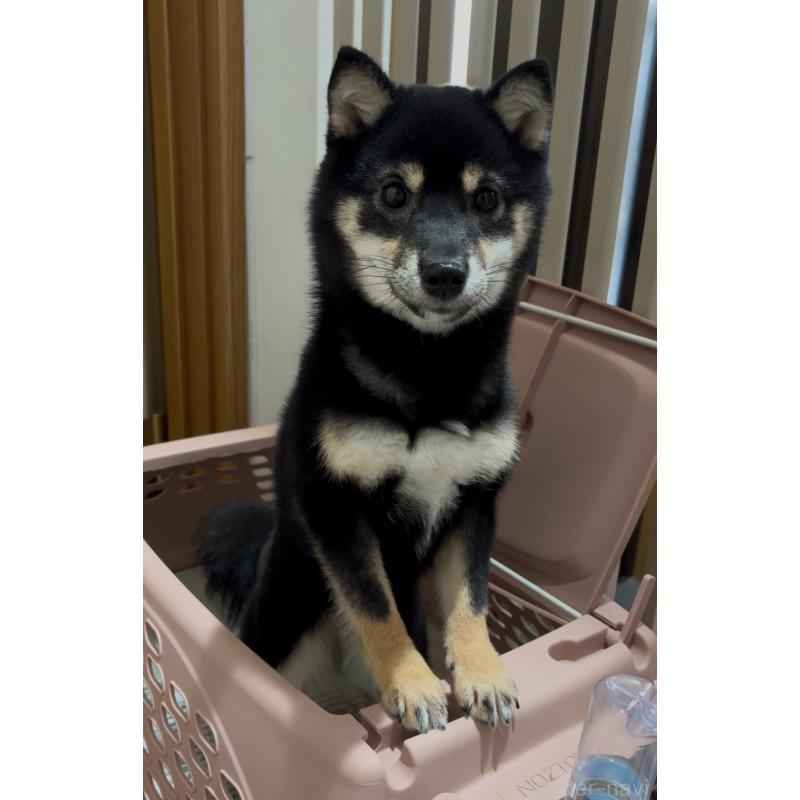 商談中の愛知県の豆柴-397808の2枚目