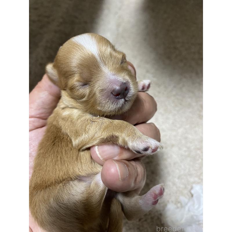 販売中の熊本県のミックス犬-425309の5枚目