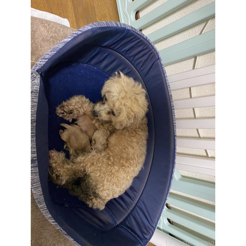 販売中の熊本県のミックス犬-425309の4枚目