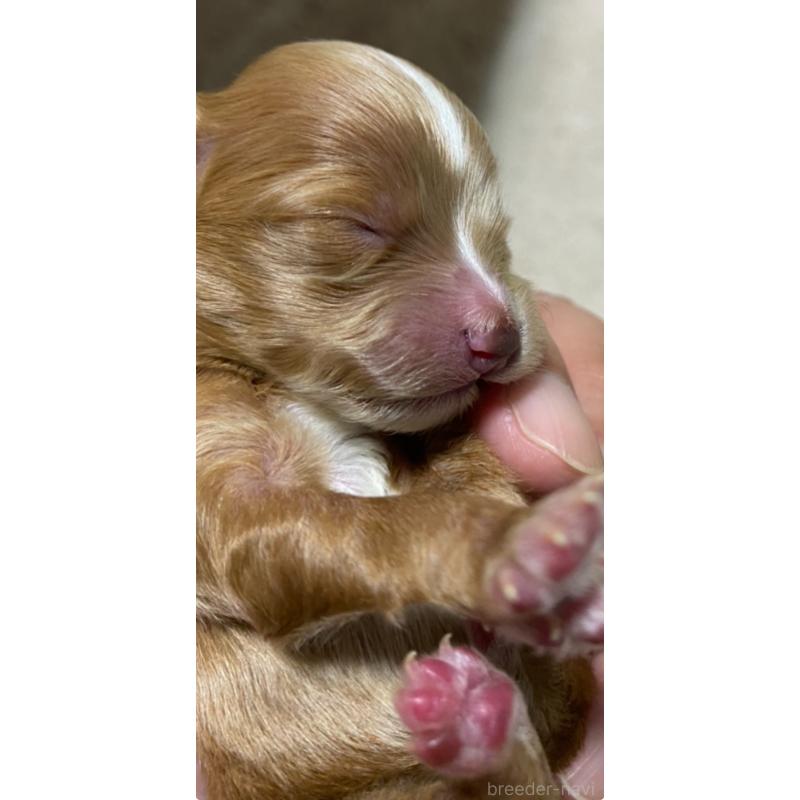 販売中の熊本県のミックス犬-425309の3枚目