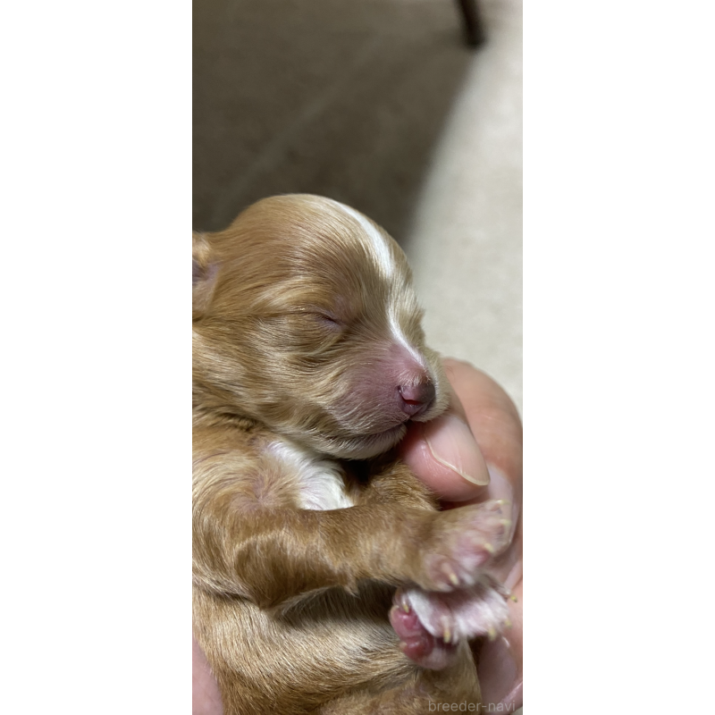 販売中の熊本県のミックス犬-425309の2枚目