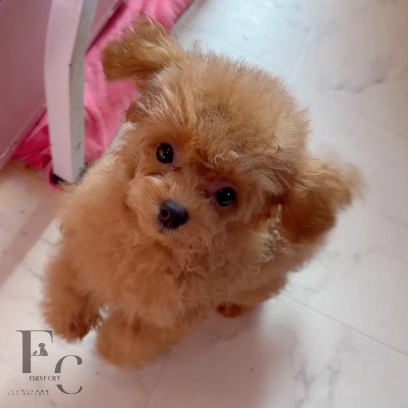 販売中の栃木県のティーカッププードル-406620の4枚目