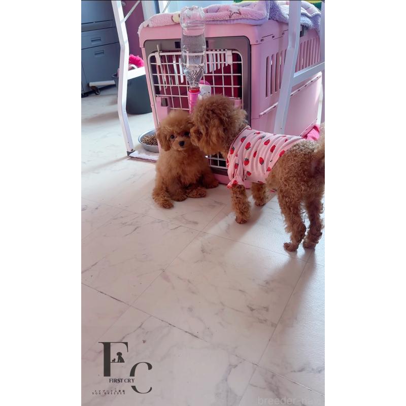 販売中の栃木県のティーカッププードル-406620の3枚目