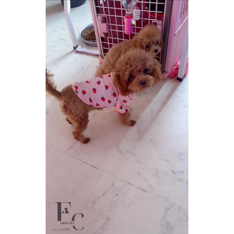 販売中の栃木県のティーカッププードル-406620の2枚目