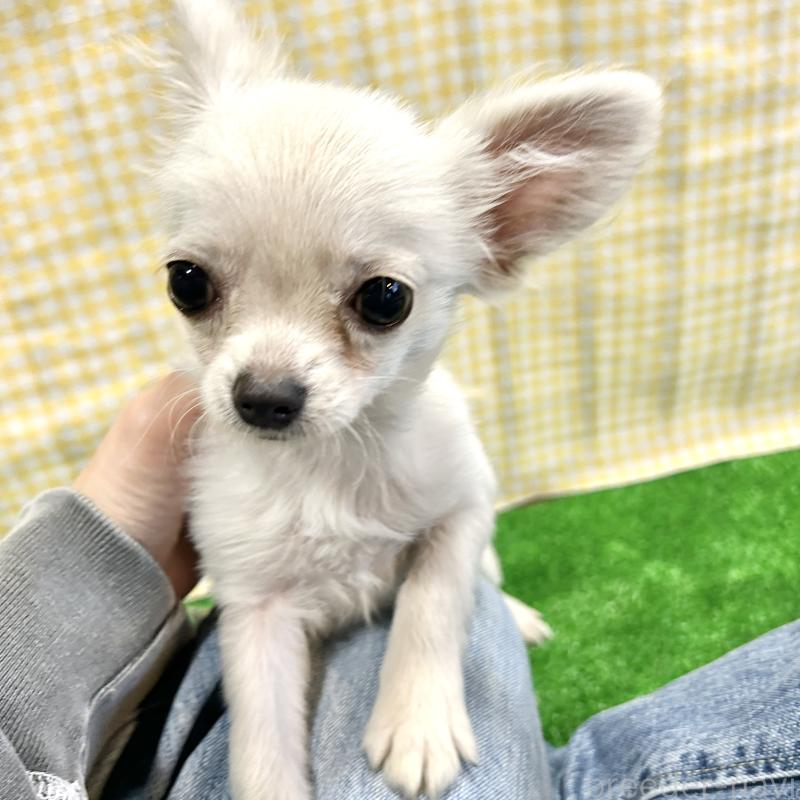 成約済の栃木県のチワプー:チワワ×トイプードル-415733の13枚目