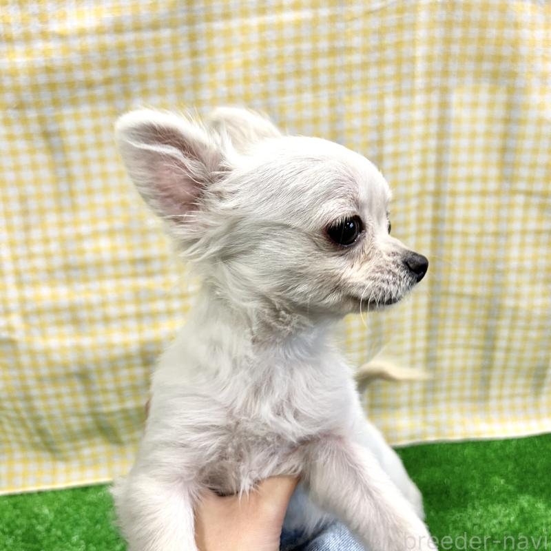 成約済の栃木県のチワプー:チワワ×トイプードル-415733の12枚目