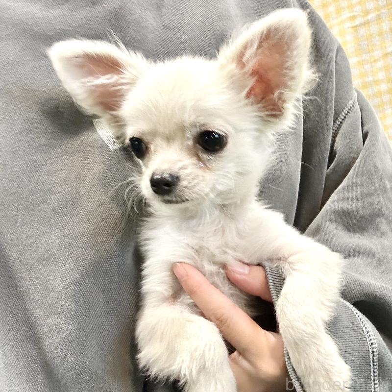 成約済の栃木県のチワプー:チワワ×トイプードル-415733の11枚目