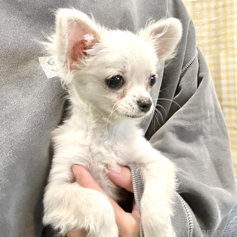 成約済の栃木県のチワプー:チワワ×トイプードル-415733の10枚目