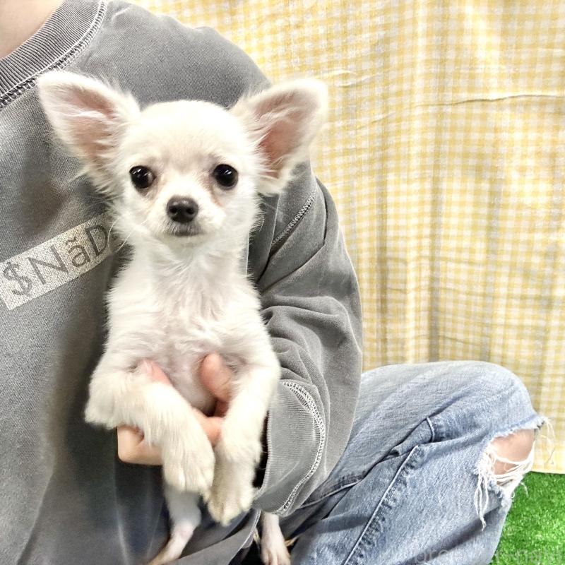 成約済の栃木県のチワプー:チワワ×トイプードル-415733の8枚目