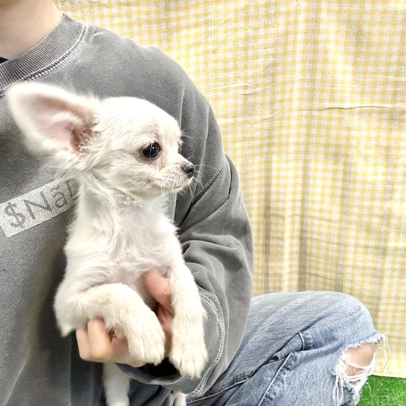成約済の栃木県のチワプー:チワワ×トイプードル-415733の7枚目