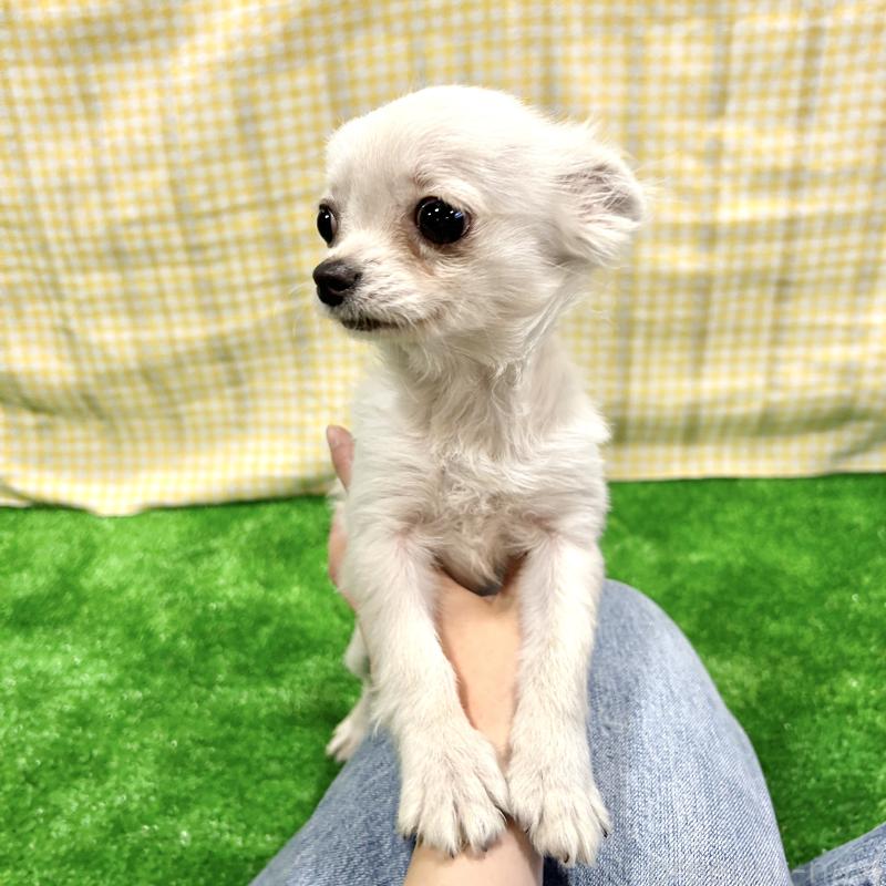 成約済の栃木県のチワプー:チワワ×トイプードル-415733の5枚目