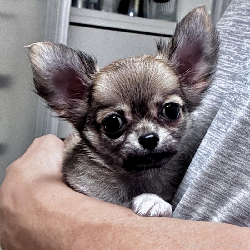 販売中の広島県のチワワ(ロングコート)-425310の1枚目