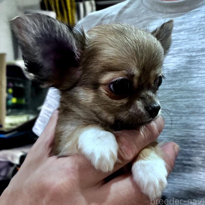 販売中の広島県のチワワ(ロングコート)-425310の4枚目