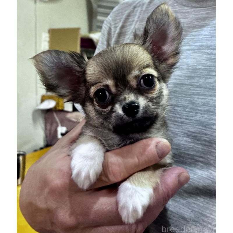 販売中の広島県のチワワ(ロングコート)-425310の3枚目