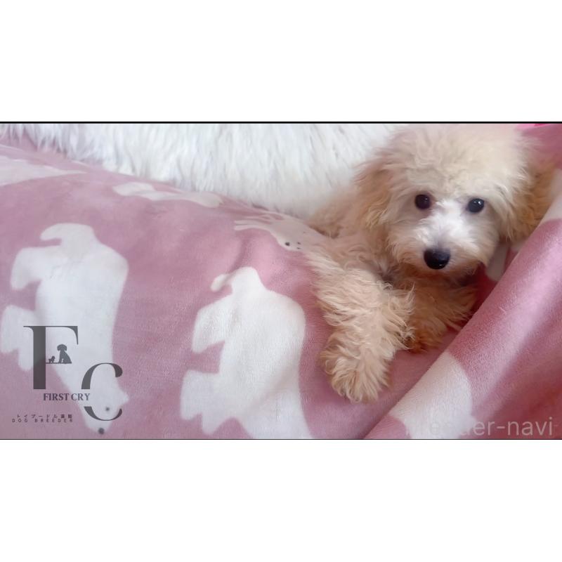 販売中の栃木県のタイニープードル-392400の3枚目