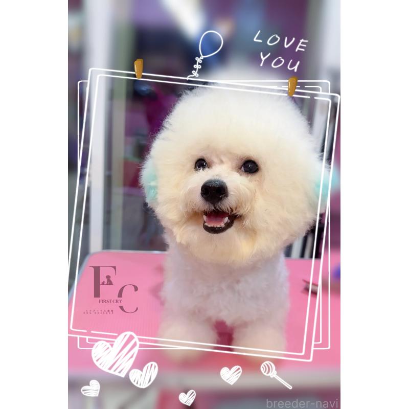 販売中の栃木県のビションフリーゼ-368070