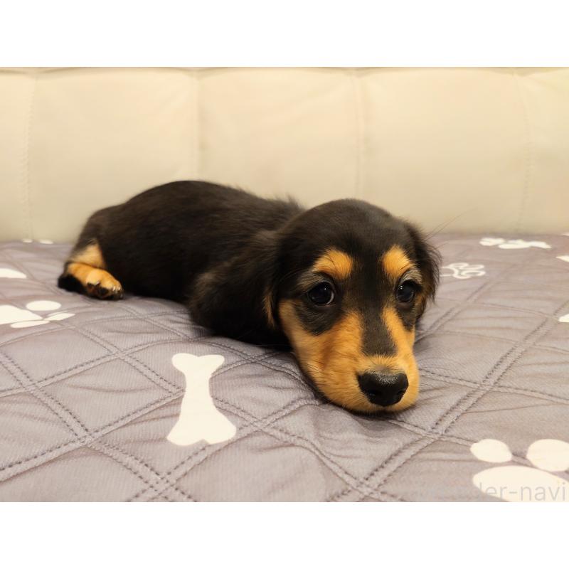 販売中の愛知県のミニチュアダックスフンド(ロングヘアード)-417790の2枚目