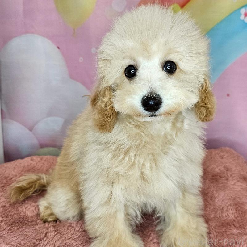 成約済の愛知県のミックス犬-403017の5枚目