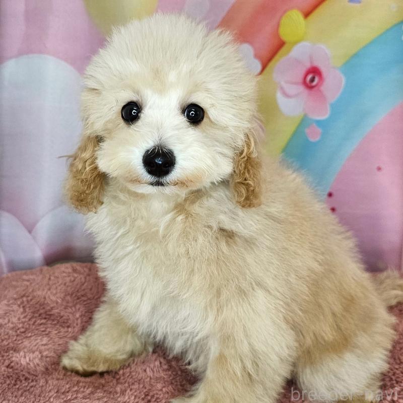 成約済の愛知県のミックス犬-403017の4枚目