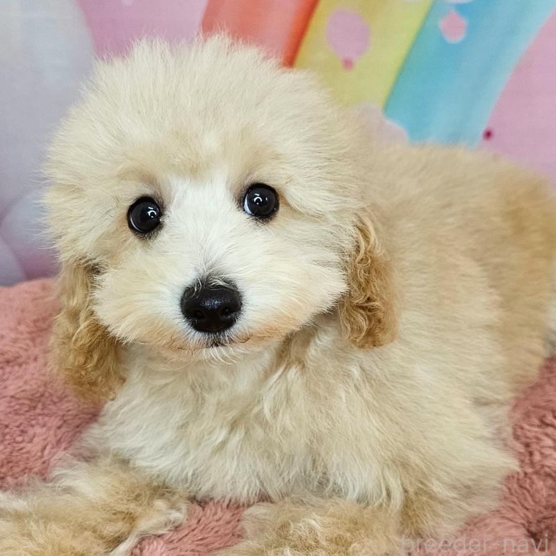 成約済の愛知県のミックス犬-403017の3枚目