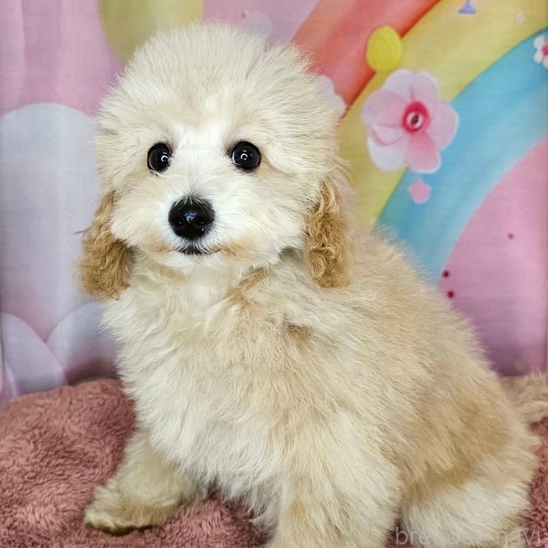 成約済の愛知県のミックス犬-403017の2枚目