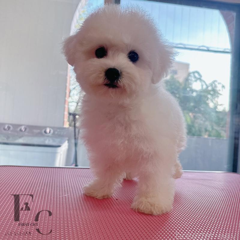 販売中の栃木県のビションフリーゼ-396053の3枚目