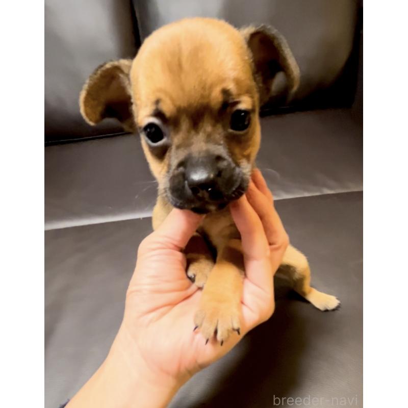 成約済の奈良県のミックス犬-424267の4枚目