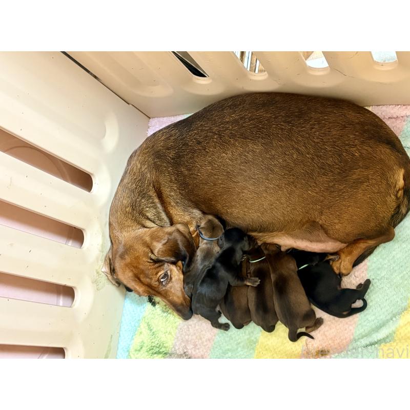 販売中の千葉県のスタンダードダックスフンド-425326の3枚目