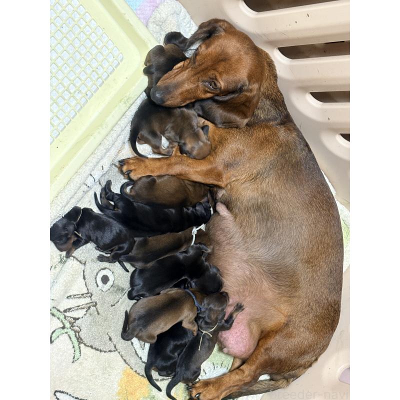 販売中の千葉県のスタンダードダックスフンド-425326の2枚目