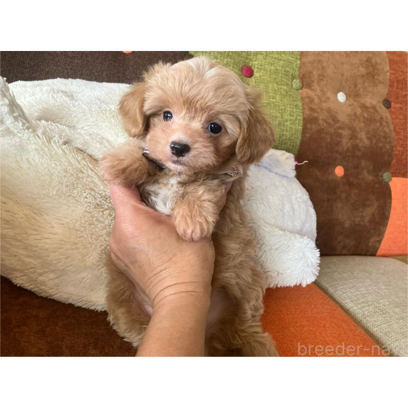 販売中の福岡県のマルプー:マルチーズ×トイプードル-425329の1枚目