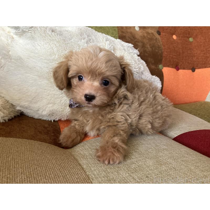 販売中の福岡県のマルプー:マルチーズ×トイプードル-425329の10枚目