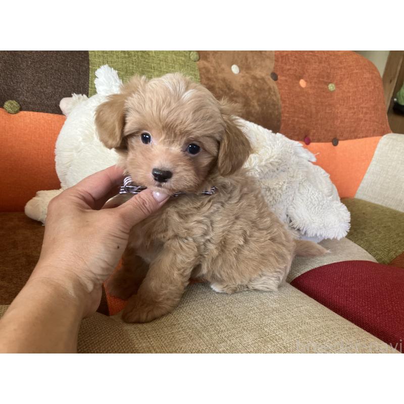 販売中の福岡県のマルプー:マルチーズ×トイプードル-425329の9枚目