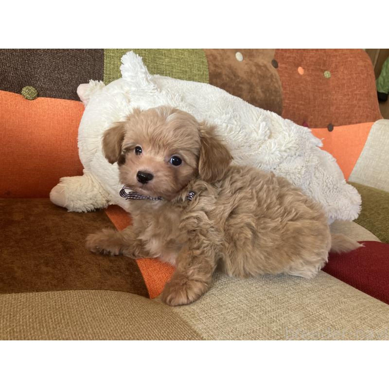 販売中の福岡県のマルプー:マルチーズ×トイプードル-425329の8枚目