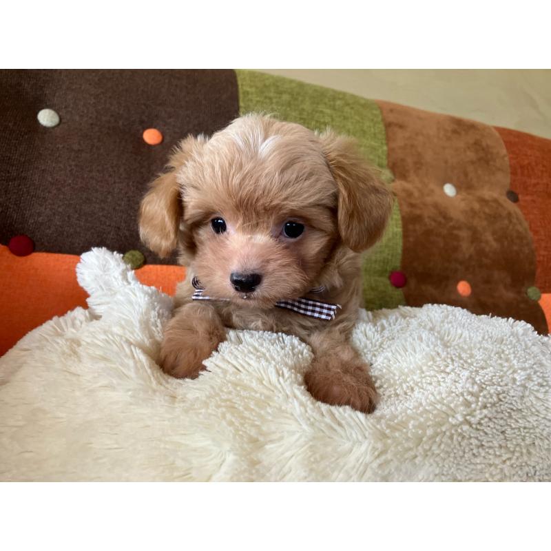 販売中の福岡県のマルプー:マルチーズ×トイプードル-425329の7枚目