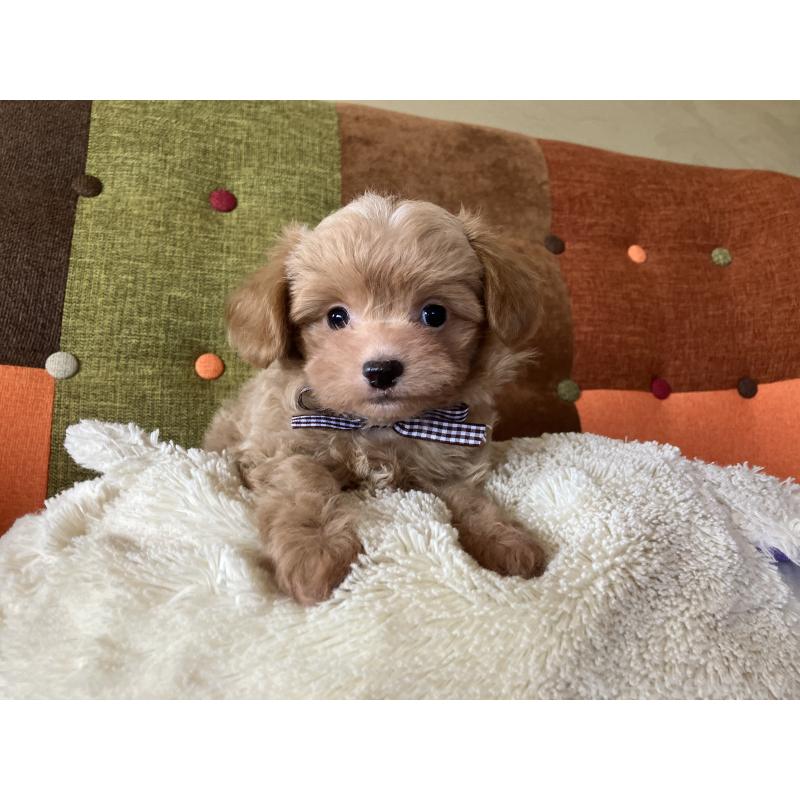 販売中の福岡県のマルプー:マルチーズ×トイプードル-425329の6枚目