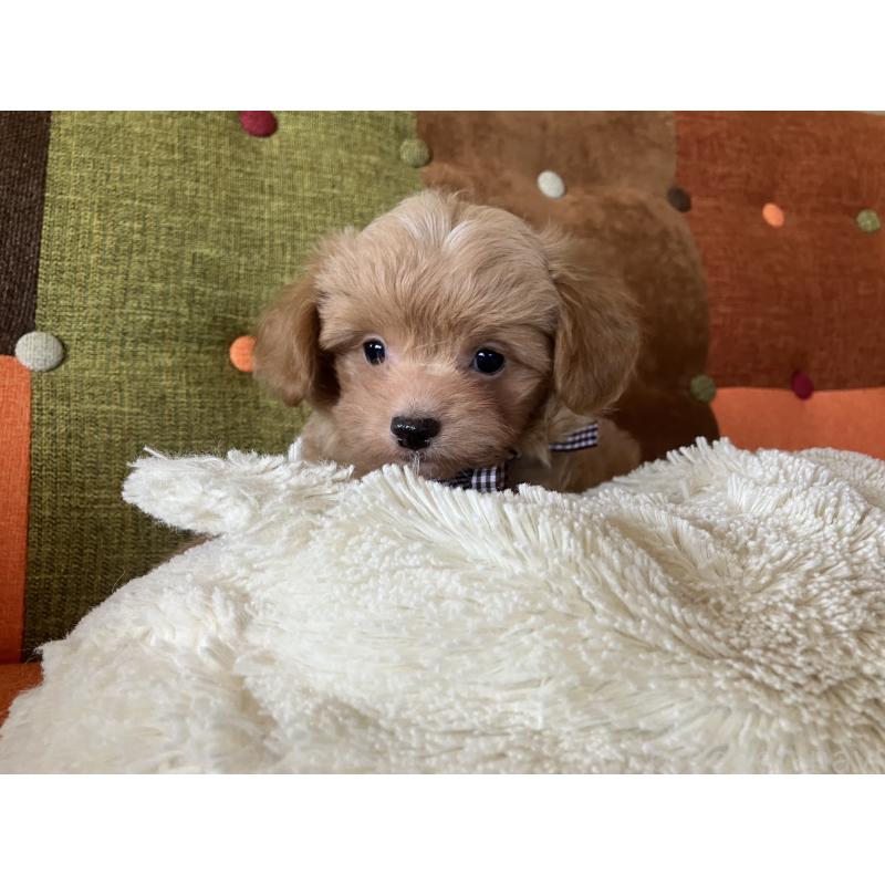 販売中の福岡県のマルプー:マルチーズ×トイプードル-425329の5枚目