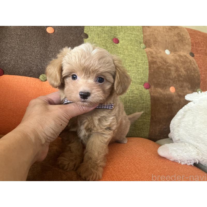 販売中の福岡県のマルプー:マルチーズ×トイプードル-425329の4枚目