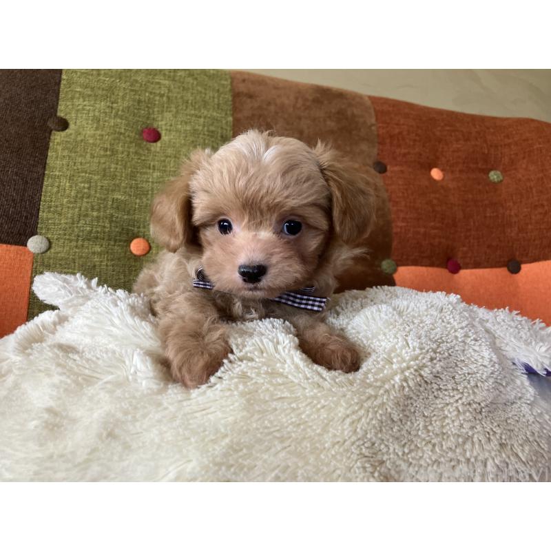 販売中の福岡県のマルプー:マルチーズ×トイプードル-425329の3枚目